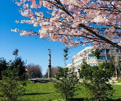 Campusmiljö i grönska med blommande körsbärsträd i förgrunden. Foto.