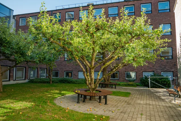 Äppelträd som bär frukt. Foto.